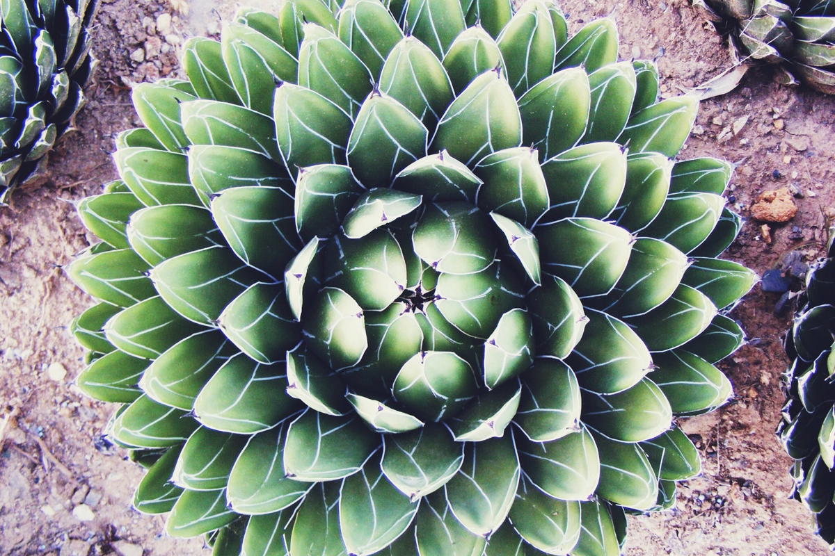Cactus